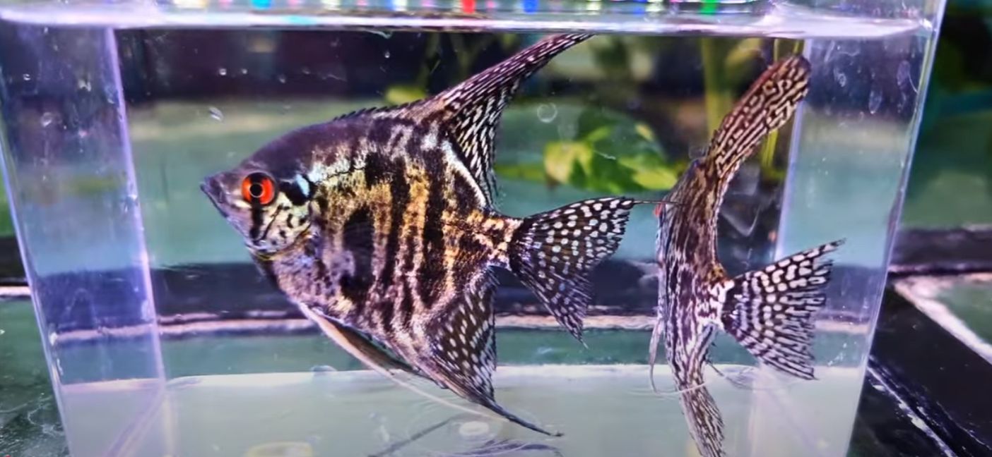 Zebra Lace Angelfish - (Pterophyllum scalare)