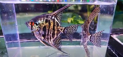 Zebra Lace Angelfish - (Pterophyllum scalare)