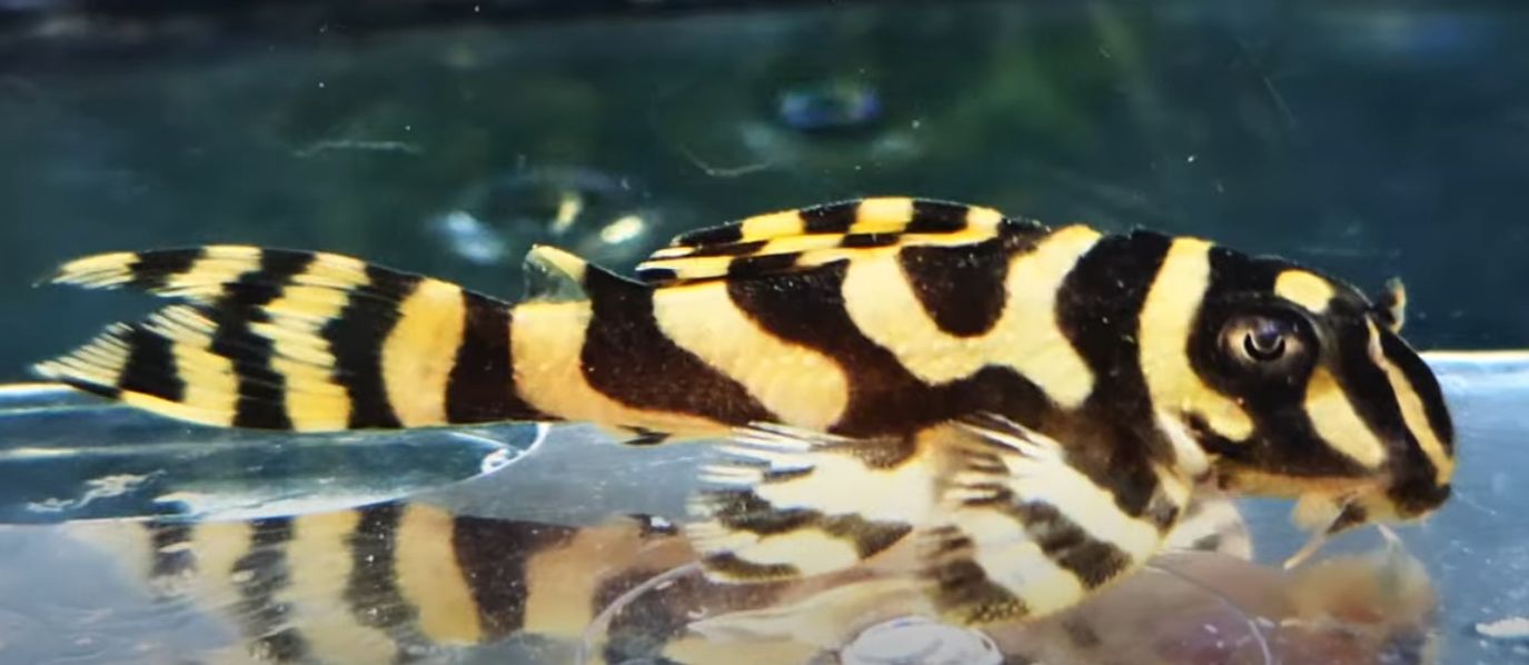 L333 Gold Grade A King Tiger - (Hypancistrus Seideli)