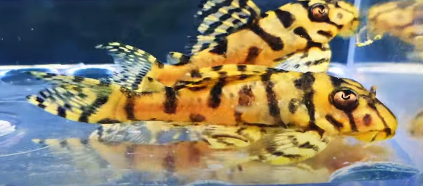 L236 Super Yellow - (Hypancistrus sp.)