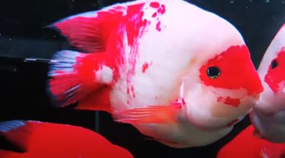 King Kong Parrot Cichlid