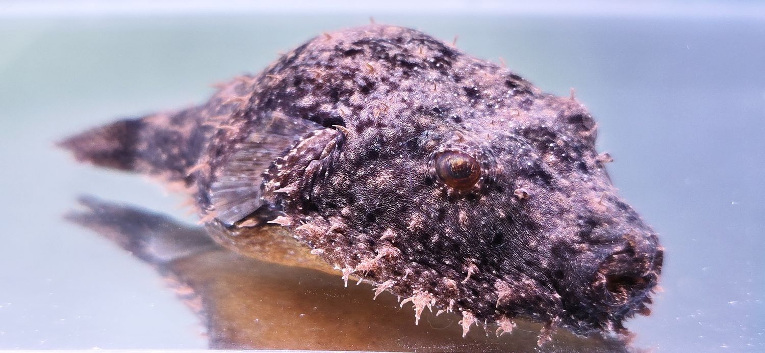 Hairy Puffer - (Tetraodon baileyi)
