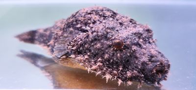 Hairy Puffer - (Tetraodon baileyi)