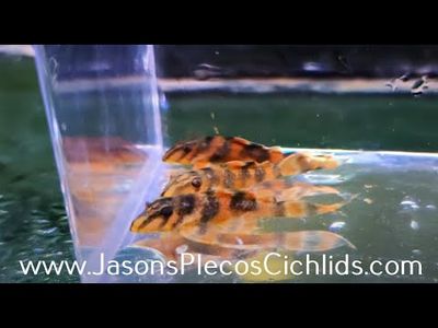 L306 Bloodred Tiger Pleco - (Panaqolus claustellifer)