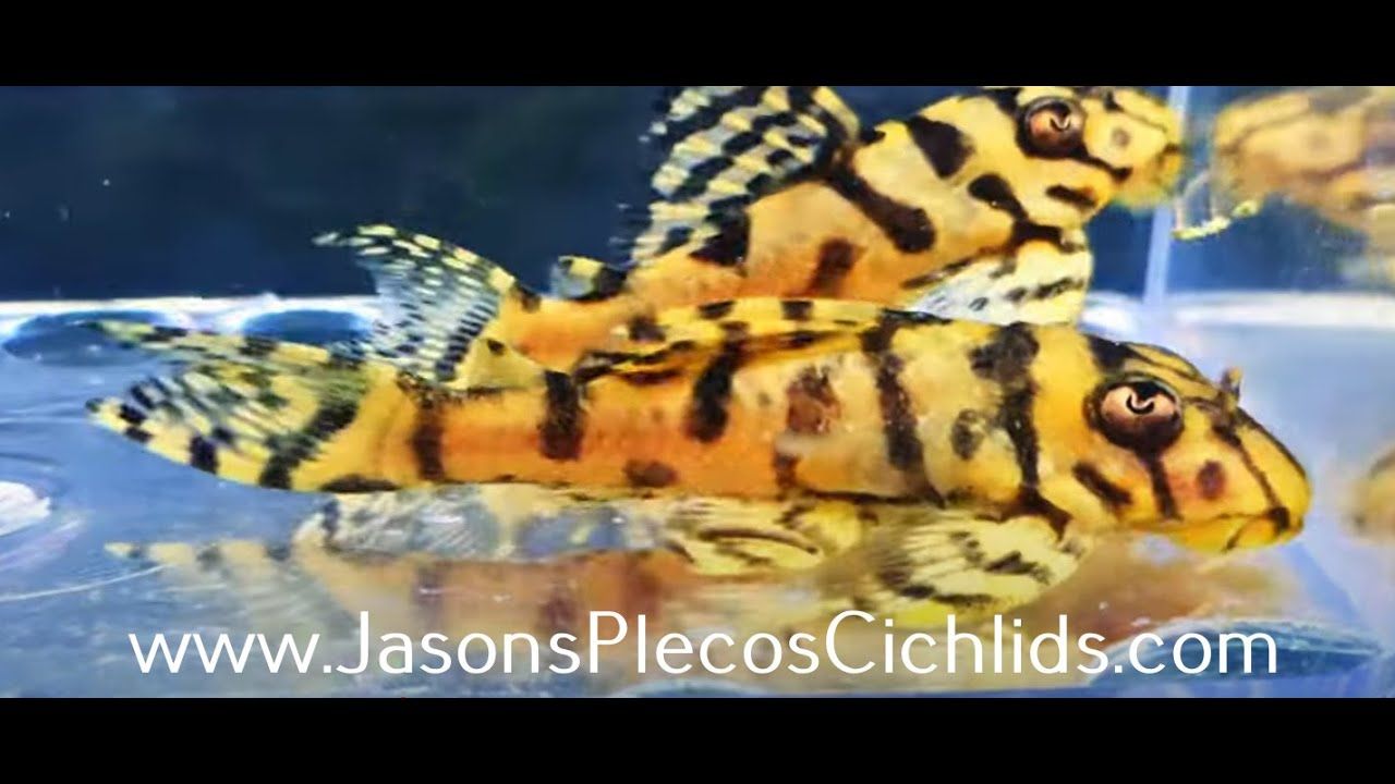 ◆ Happy Lucky Amazon.com: Woljay FUTURE EYES F150 60W Motorcycle Headlight