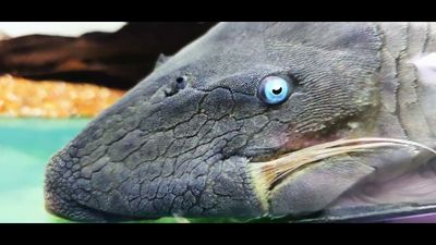 Blue Eyed Royal Pleco - (Panaque cochliodon)