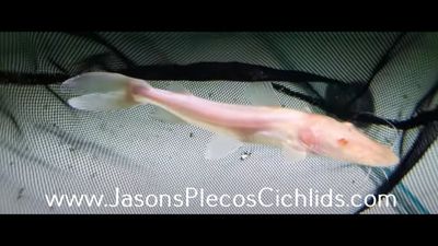 Albino Tiger Shovelnose Catfish - (Pseudoplatystoma fasciatum)
