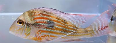 Sveni Eartheater - (Geophagus sveni)