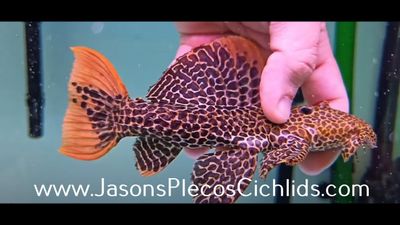 L114 Leopard Cactus Pleco - (Pseudacanthicus cf. leopardus)