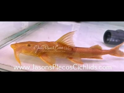 Albino Yarrelli Goonch Catfish - (Bagarius Yarrelli)