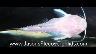 Panda Granulated Catfish - (Pterodoras granulosus)
