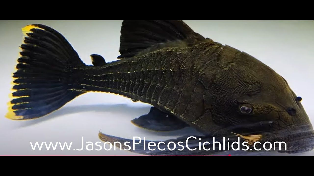 L191 Dull Eyed Royal Pleco - (Panaque sp.)