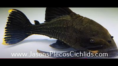 L191 Dull Eyed Royal Pleco - (Panaque sp.)