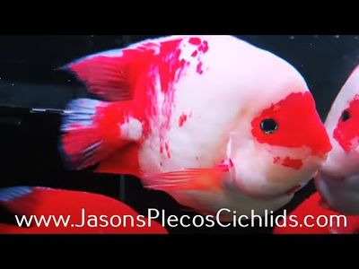 King Kong Parrot Cichlid