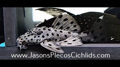 L264 Sultan Pleco - (Leporacanthicus joselimai)