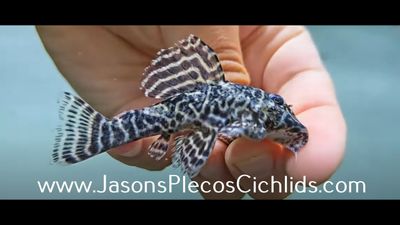 L340 Mega Clown Pleco - (Hypancistrus sp.)