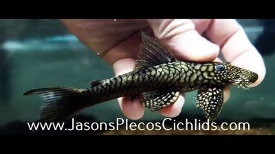 L322 Mosaic Halffin Pleco - (Lasiancistrus saetiger)