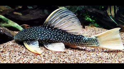 Phase II Luteus Pleco/Golden Sailfin Pleco - (Hypostomus Luteus) Argentina
