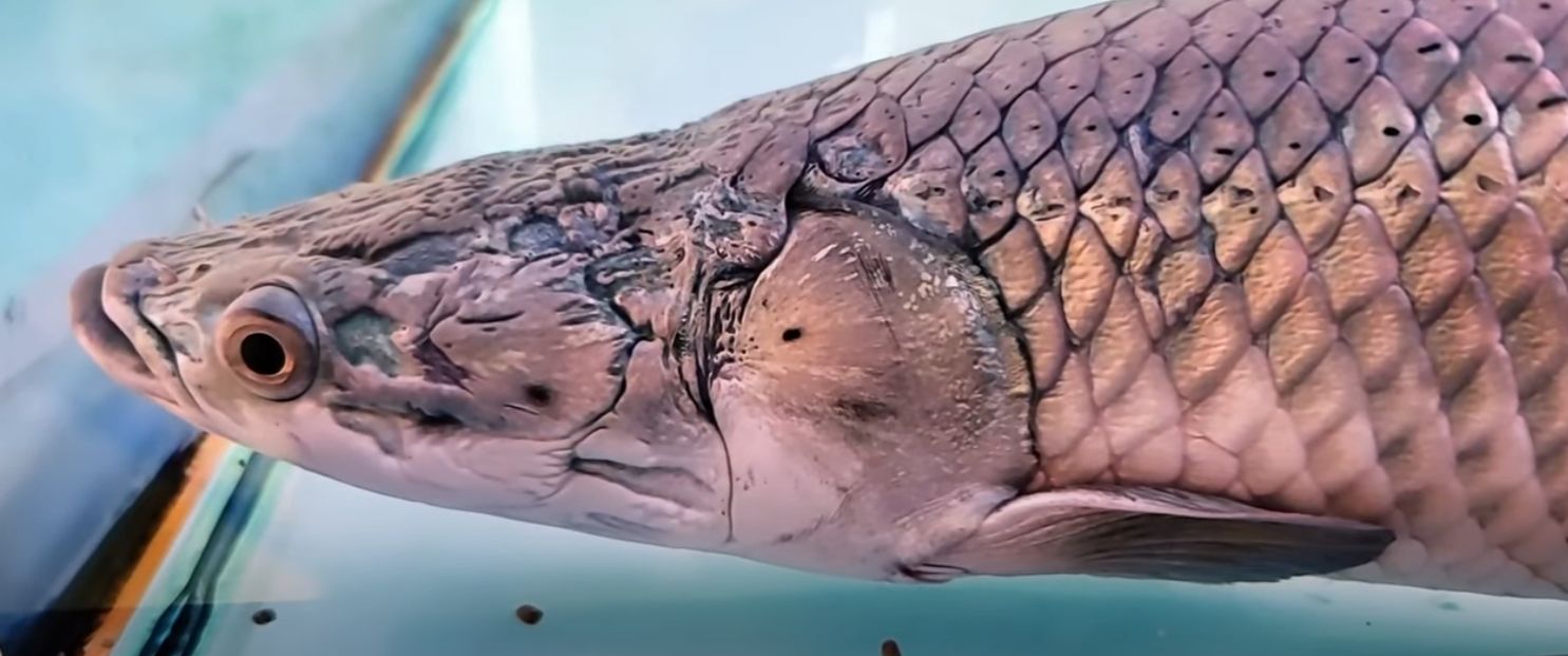Arapaima - (Arapaima Gigas)