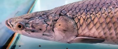 Arapaima - (Arapaima Gigas)