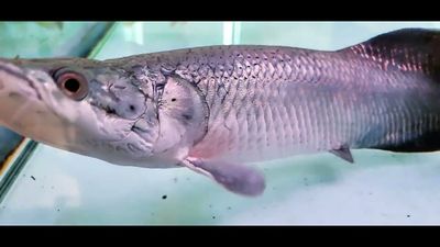 Arapaima - (Arapaima Gigas)