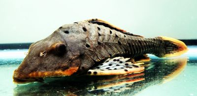 L095 Orange Cheek Pinecone Pleco - (Pseudorinelepis sp.)