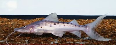 Piraiba Catfish - (Brachyplatystoma filamentosum)