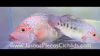 Nautla cichlid - (Hericthys Deppi)