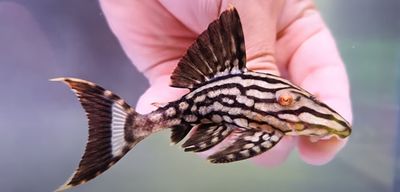 L330 Watermelon Pleco - (Panaque nigrolineatus laurafabianae)