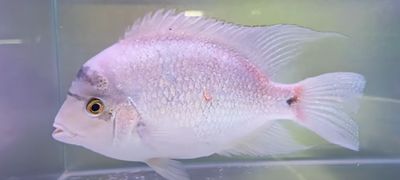 Silver Cichlid - (Vieja argentea)