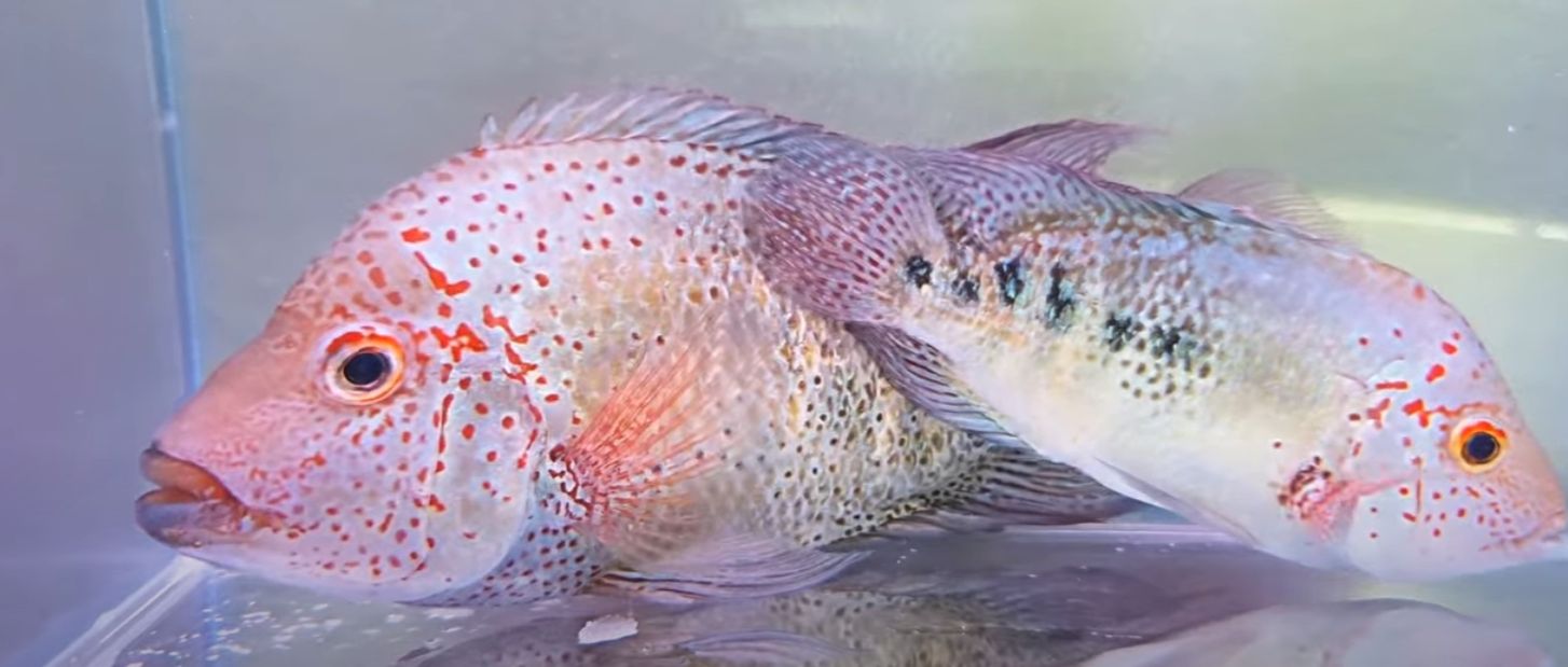 Nautla cichlid - (Hericthys Deppi)