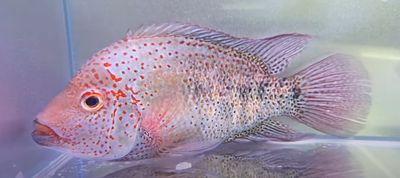 Nautla cichlid - (Hericthys Deppi)