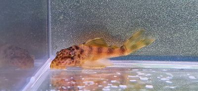 L147 Colombian Honey Pleco - (Ancistomus sp.)
