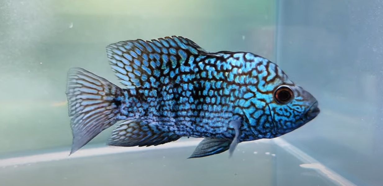 Electric Blue Texas Cichlid - (Herichthys carpintis)