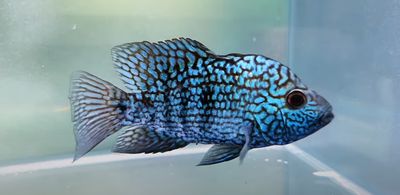 Electric Blue Texas Cichlid - (Herichthys carpintis)