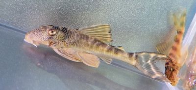 Ancistomus sp. (1)