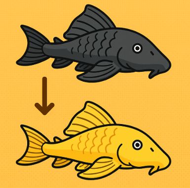 Why did my pleco change to a xanthic coloration?