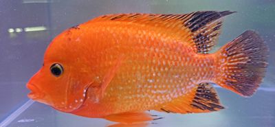 Super Red Texas - (Herichthys cyanoguttatus x Paraneetroplus synspilus x Amphilophus citrinellus)