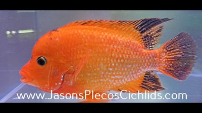 Super Red Texas - (Herichthys cyanoguttatus x Paraneetroplus synspilus x Amphilophus citrinellus)