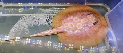 Golden Base Albino Pearl Stingray - (Potamotrygon Jabuti)