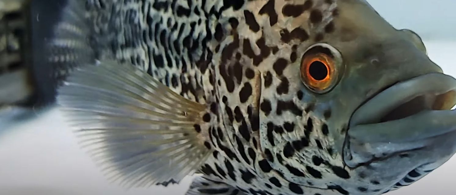 Jaguar Cichlid - (Parachromis managuensis)