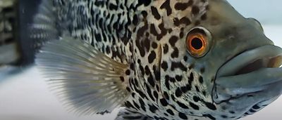Jaguar Cichlid - (Parachromis managuensis)