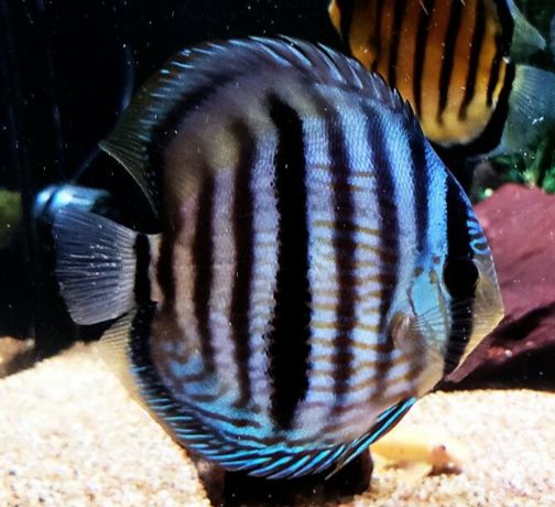 Discus
