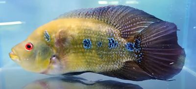 Trimac Cichlid/Three Spot Cichlid - (Amphilophus Trimaculatus)
