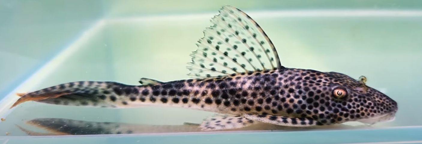 L011 Red Fin Thresher Pleco - (Aphanotorulus emarginatus)