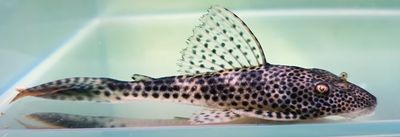 L011 Red Fin Thresher Pleco - (Aphanotorulus emarginatus)