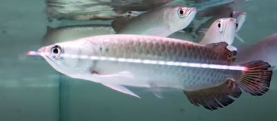 Jardini Arowana - (Scleropages jardinii)
