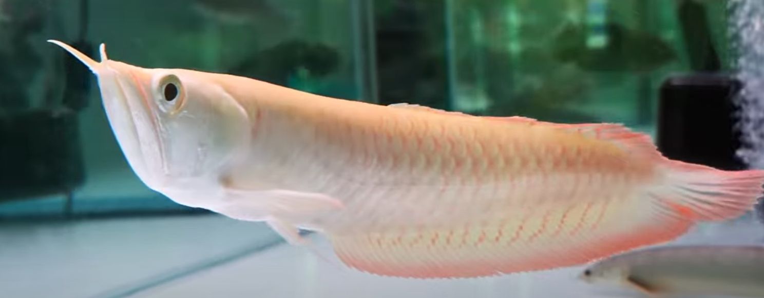 Albino Silver Arowana - (Osteoglossum bicirrhosum)