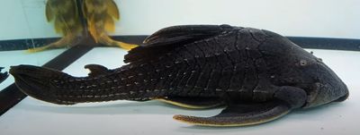L203 Titanic Pleco - (Panaque schaeferi)
