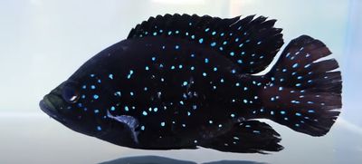 Polleni Cichlid/Starry Night Cichlid - (Paratilapia polleni)